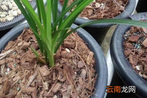 椰壳种花的作用与功效