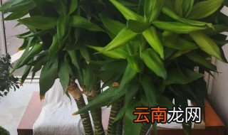 关阴竹要怎么养才长的好