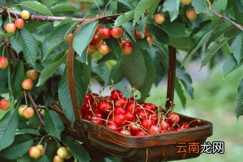 樱桃树几年结果