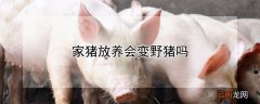 家猪放养会变野猪吗