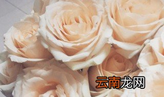 黄香槟玫瑰花语是什么 黄香槟玫瑰的花语介绍