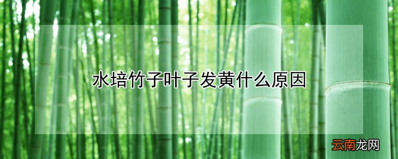 水培竹子叶子发黄什么原因
