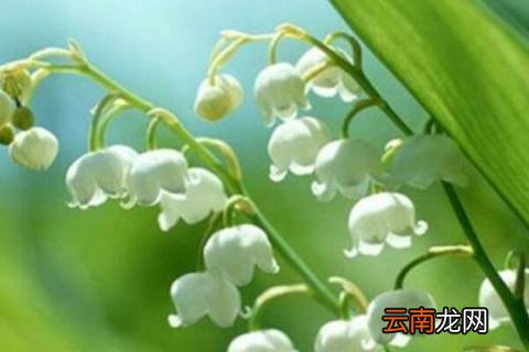 百万风铃花的养殖方法