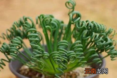 多肉弹簧草养殖方法