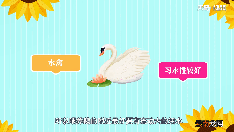 鹅有什么特点;鹅特点 有哪些
