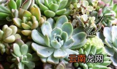 多肉叶片怎么看生长点 多肉叶片的生长点在哪里
