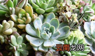 多肉叶片怎么看生长点 多肉叶片的生长点在哪里