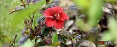 扶桑花什么季节修剪好