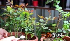 月季花施肥施什么肥料 月季花的施肥