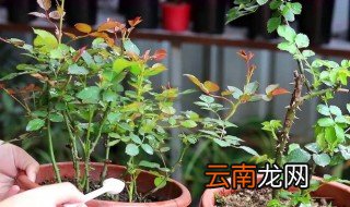 月季花施肥施什么肥料 月季花的施肥