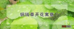 铜钱草开花寓意