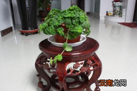 如意蔓花语