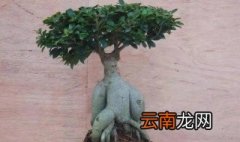 阳台种榕树好吗，阳台种榕树盆景好么