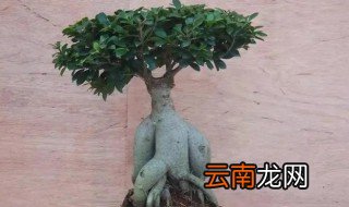 阳台种榕树好吗，阳台种榕树盆景好么