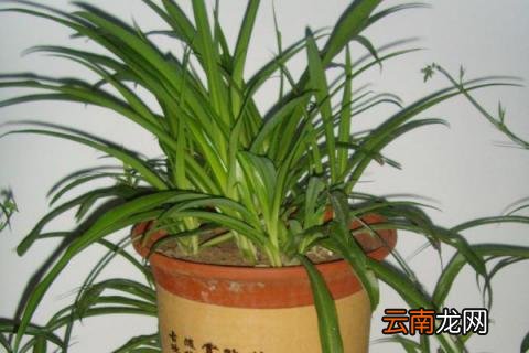 吊兰冬季怎么养殖方法