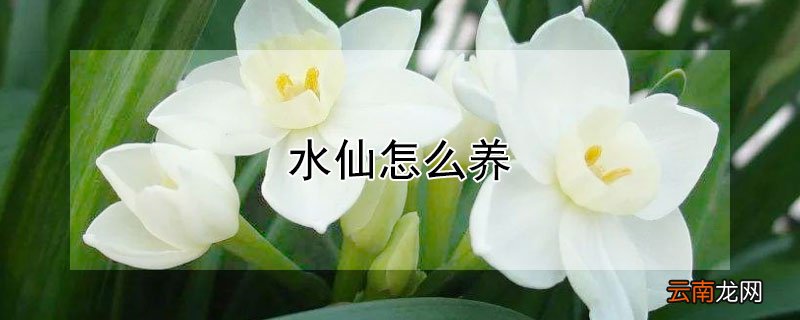 水仙怎么养