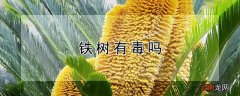 铁树有毒吗