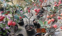 海棠花的盆栽养护方法 海棠花的养殖方法