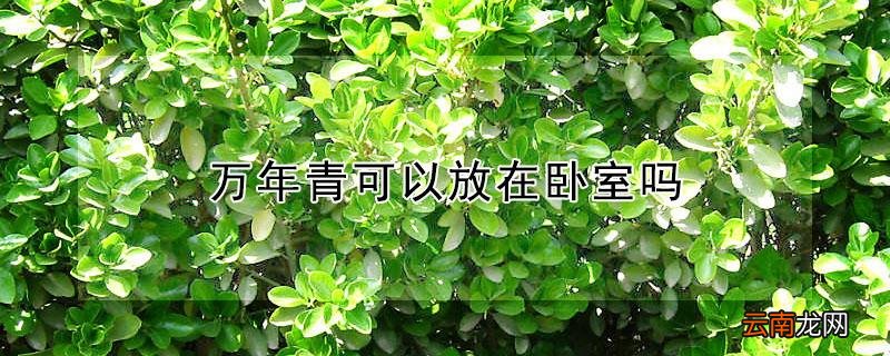 万年青可以放在卧室吗