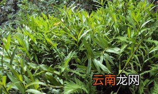 柴胡长什么样 柴胡是什么样子的呢