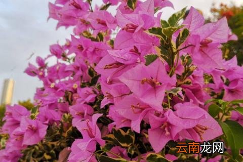 三角梅光长叶不开花怎么办
