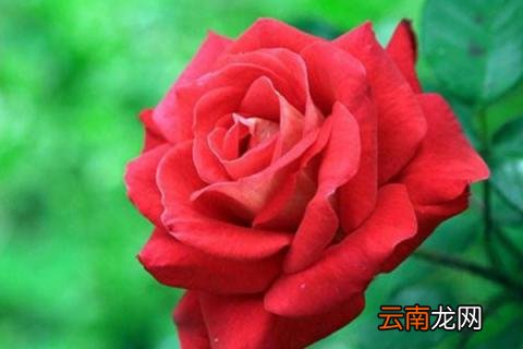 月季怎么抹芽