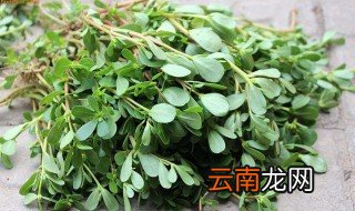 辣马齿苋怎么做 麻辣马齿苋的做法