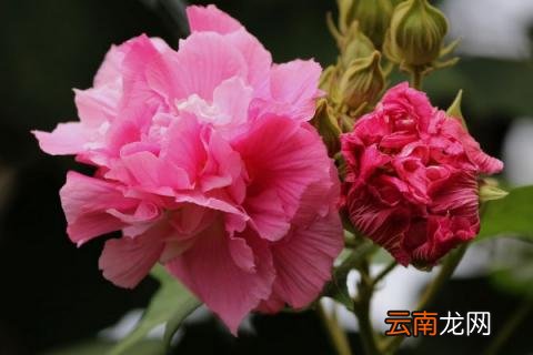 芙蓉花有种子能发芽吗