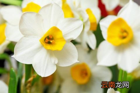 水仙开过花后还能养吗