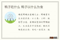 鸭子吃什么 鸭子以什么为食