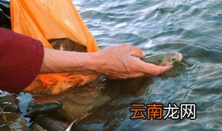 放生鱼的经典句子 放生鱼的句子精选