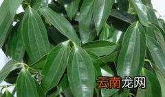 平安树扦插方法法 如何扦插平安树