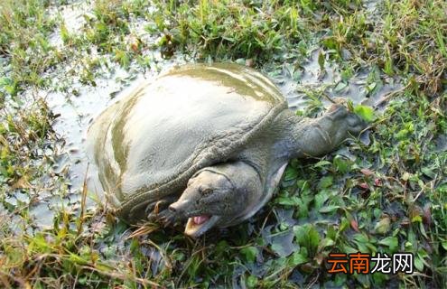冬季甲鱼死亡原因