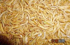 黄粉虫养殖的注意事项