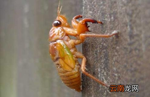 蝉的寿命有多长？