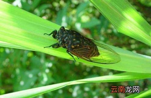 蝉的寿命有多长？