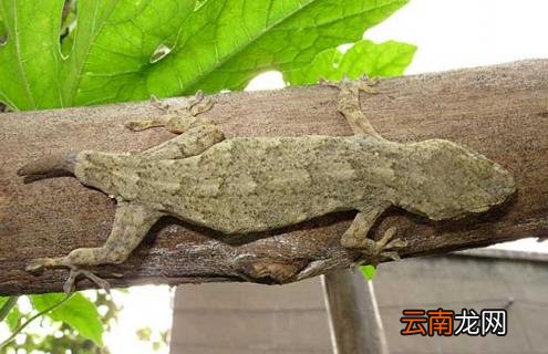 壁虎的尾巴为什么能再生
