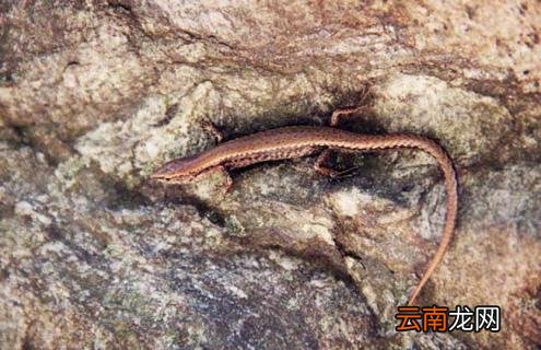 壁虎的尾巴为什么能再生