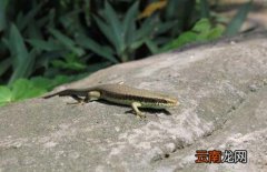 壁虎的天敌是什么？