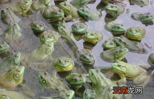 牛蛙的越冬养殖技术