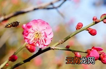红梅