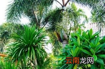 狐尾椰