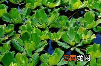大薸