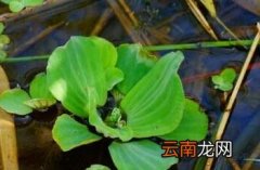 大薸