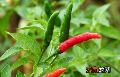 辣椒对生长环境的要求