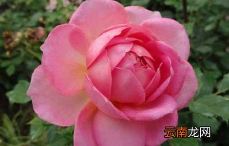 什么树可以嫁接月季？