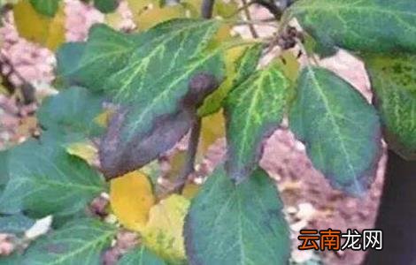 果树药害症状及补救措施
