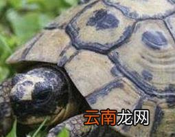 乌龟的功效和药用价值