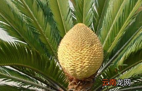 铁树叶的功效与作用