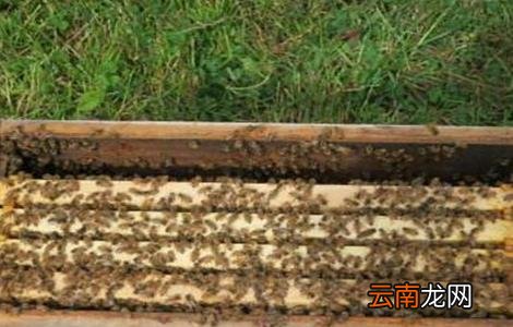 大蜂箱好还是小蜂箱好